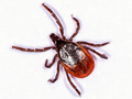 Ixodes ricinus
